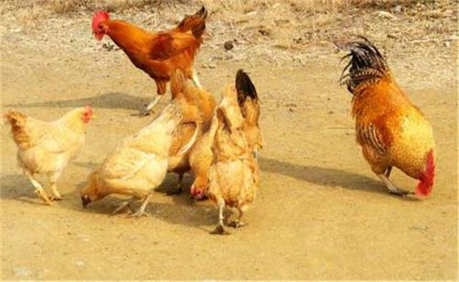 雞傳染性鼻炎的流行特點與預(yù)防、治療方法