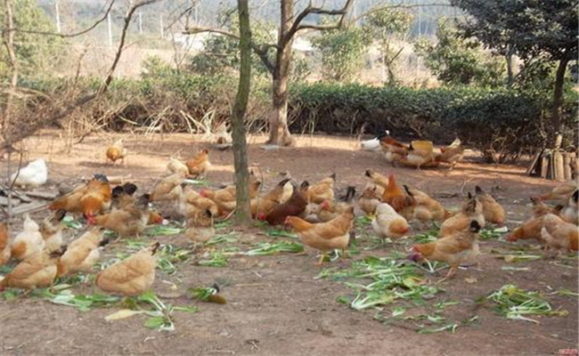 初冬把握六點(diǎn)，才能確保初產(chǎn)蛋雞高產(chǎn)、穩(wěn)產(chǎn)