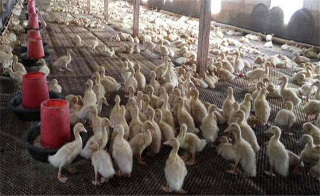 調(diào)整肉鴨飼料的營(yíng)養(yǎng)結(jié)構(gòu)，提高飼料利用率