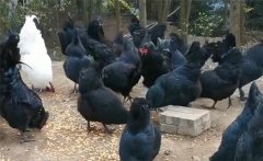 烏骨雞的分段飼養(yǎng)、放牧飼養(yǎng)與補喂砂礫方法