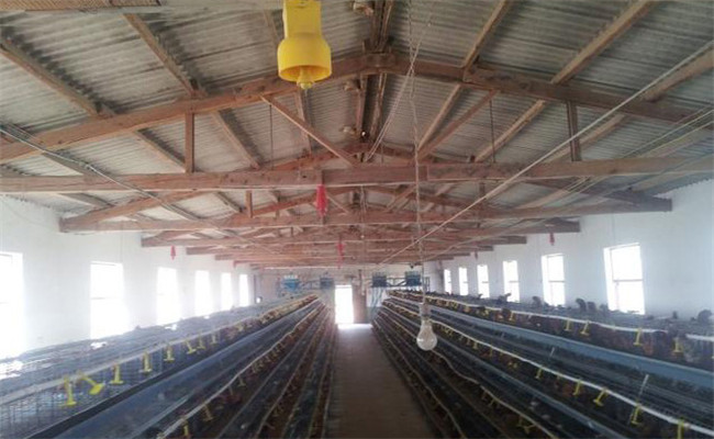 雞舍氨氣大怎么解決，雞舍如何降低氨氣濃度