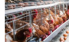 養(yǎng)雞怎樣強(qiáng)制換羽，雞強(qiáng)制換羽前應(yīng)做哪些準(zhǔn)備