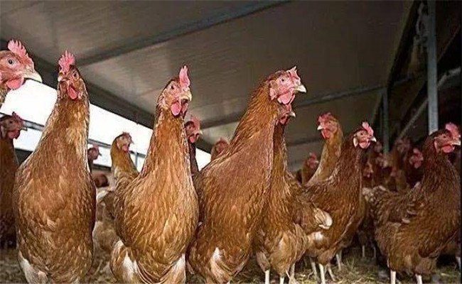 雞強(qiáng)制換羽注意事項