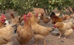 果園養(yǎng)雞有哪些講究，需要注意什么？