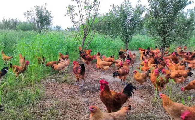 農村散養(yǎng)土雞存在的問題