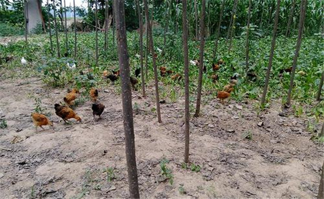 農村散養(yǎng)土雞存在問題的對策