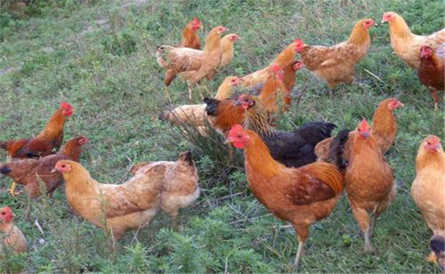 怎樣雞糞的形態(tài)、顏色診斷雞病