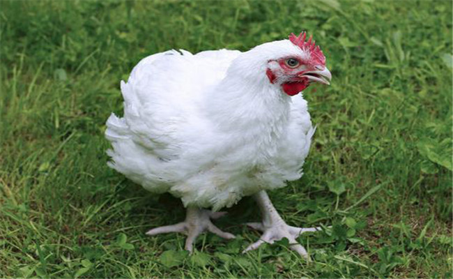 雞打呼嚕、咳血是什么病，如何治療