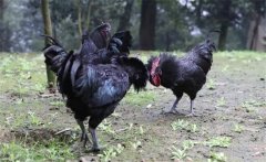 烏骨雞的常用礦物質、維生素飼料簡介