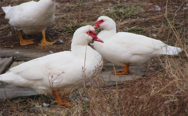 鴛鴦鴨的生活習(xí)性、形態(tài)特征與生產(chǎn)性能