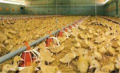 養(yǎng)鴨場(chǎng)雛鴨育雛方式有哪幾種，如何選擇？