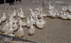 鴨養(yǎng)殖場如何加強科學飼養(yǎng)管理，提高經(jīng)濟效益
