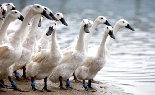 連城白鴨的生產性能及其藥用價值