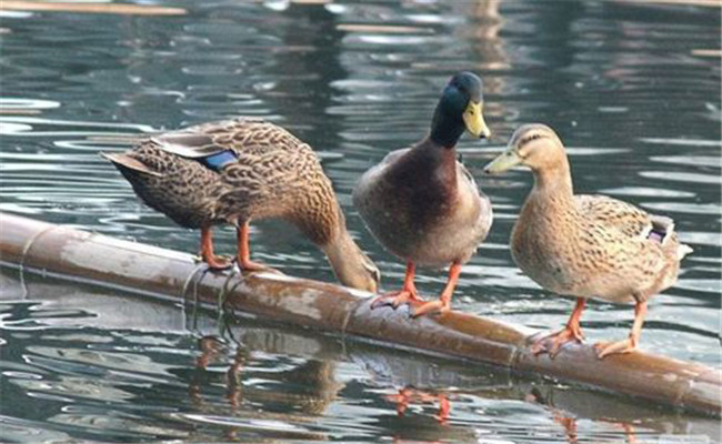 高郵鴨的外貌特征和生產(chǎn)性能