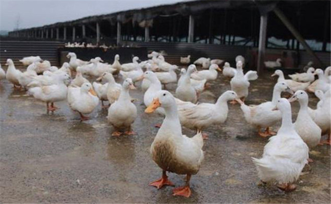 產蛋鴨到底養(yǎng)多久才比較合算