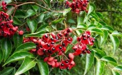 野鴉椿如何種植？野鴉椿的生態(tài)習性簡介