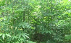 七葉樹(shù)是常綠還是落葉植物，七葉樹(shù)的生態(tài)習(xí)性