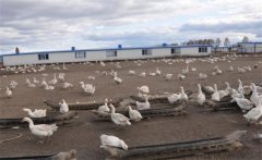 建設(shè)養(yǎng)鵝場地的基本條件，養(yǎng)鵝場主要建設(shè)指標(biāo)