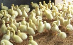 如何養(yǎng)殖鵝苗？怎樣提高雛鵝成活率