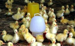 春季如何繁育雛鵝？雛鵝的飼養(yǎng)管理技術(shù)