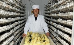 鵝孵化的過程中會出現(xiàn)哪些問題，如何解決？