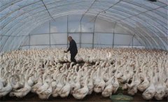 如何用大棚飼養(yǎng)肉鵝，提高經(jīng)濟效益