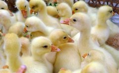 防治小鵝瘟應(yīng)從種鵝開始，小鵝要注射幾次疫苗