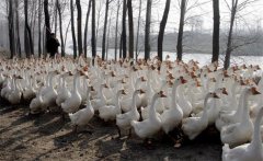 冬天養(yǎng)鵝怎樣過冬，冬季養(yǎng)鵝需要注意什么？