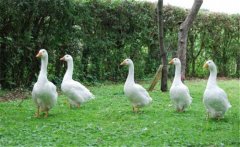 養(yǎng)鵝需要一定的環(huán)境和場地，這四大誤區(qū)可別犯