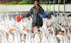 肉鵝育肥如何選擇品種？冬季肉鵝的育肥方法