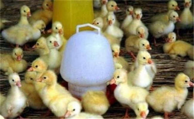 雛鵝的溫度管理方法，雛鵝如何分群及放牧