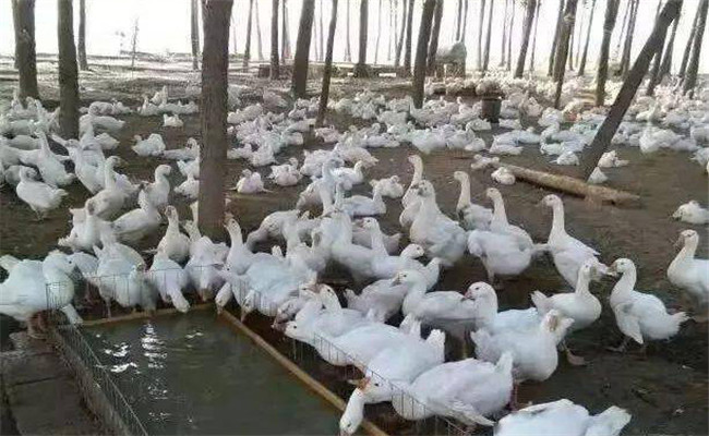 農(nóng)村規(guī)?；B(yǎng)鵝技術(shù)要點(diǎn)