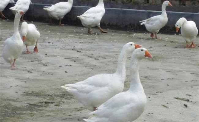 鵝痘病毒感染的臨床癥狀、診斷方法及如何治療