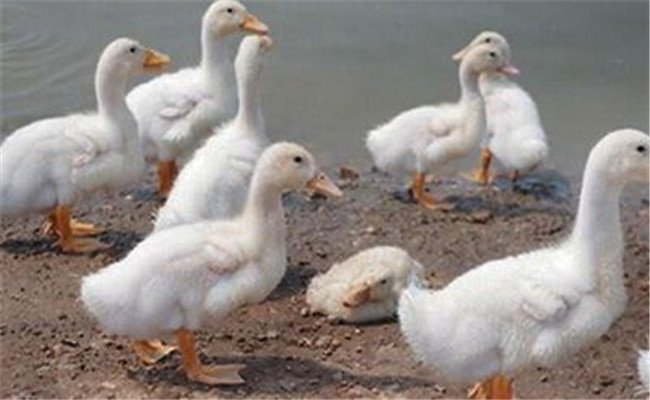 鵝副傷寒病有何癥狀，發(fā)生鵝副傷寒怎么辦