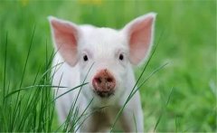 魚、豬如何綜合經(jīng)營(yíng)