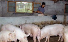 沼液喂豬的好處有哪些，怎樣利用沼液喂豬？