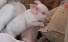 如何提高二元雜交豬的配種率、產(chǎn)仔率？