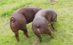 種豬最宜配種的季節(jié)，為什么要集中配種與產(chǎn)仔