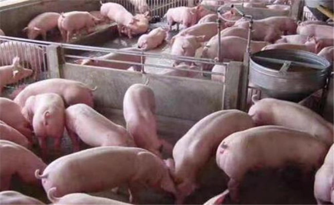 夏季豬群如何減少應激，預防疾病的發(fā)生