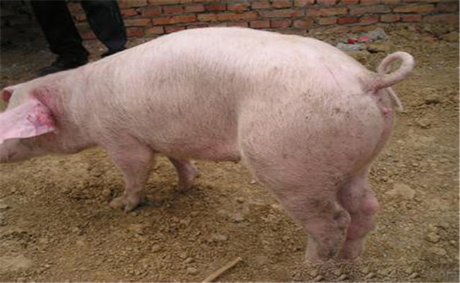 豬中毒怎么辦？幾種豬中毒的急救方法
