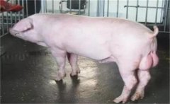 怎樣預(yù)防公豬不爬跨，配種時(shí)不爬跨母豬怎么辦