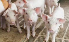 治療豬病的小偏方:用水治療豬病防病的小技巧