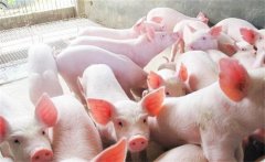 生豬免疫接種注意事項，這七錯誤絕不能犯