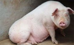 如何預(yù)防母豬發(fā)生熱應(yīng)激的營(yíng)養(yǎng)措施