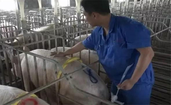 規(guī)?；i場人工授精操作程序