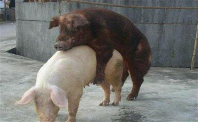 豬的自然交配方法，豬的人工輔助交配要點(diǎn)