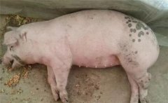 怎樣防治豬李氏桿菌病，本病有哪些癥狀表現(xiàn)？