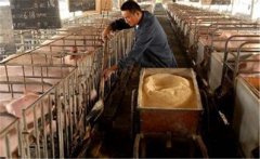生料喂豬飼料如何選擇、飼喂方式有哪些講究？