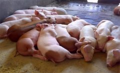 飼料生喂有什么優(yōu)點(diǎn)？生飼料喂豬注意事項(xiàng)