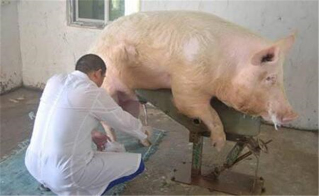 公豬精液的采集方法、步驟